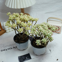 4'' Jelly Bean Mickey Variegated, Rare Live Succulent Plants