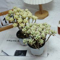4'' Jelly Bean Mickey Variegated, Rare Live Succulent Plants