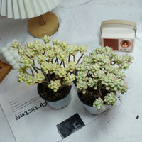 4'' Jelly Bean Mickey Variegated, Rare Live Succulent Plants
