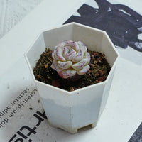 2'' Echeveria Purple Snow, Rare Live Succulent Plants