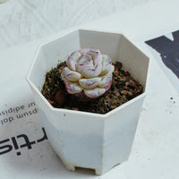 2'' Echeveria Purple Snow, Rare Live Succulent Plants