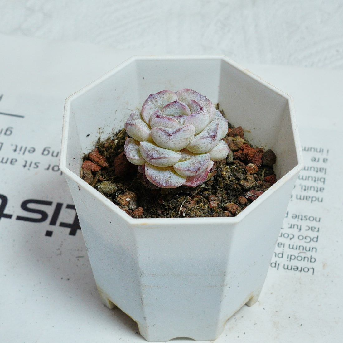 2'' Echeveria Purple Snow, Rare Live Succulent Plants