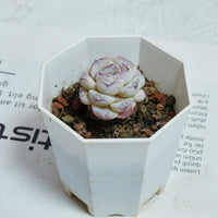 2'' Echeveria Purple Snow, Rare Live Succulent Plants