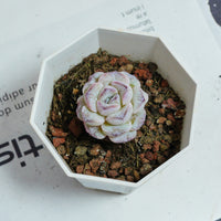 2'' Echeveria Purple Snow, Rare Live Succulent Plants