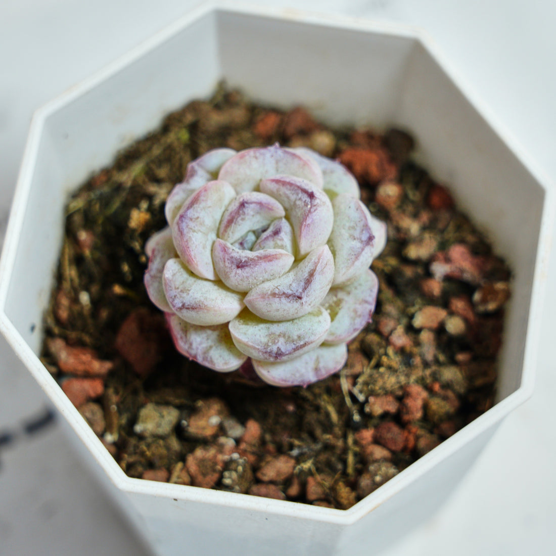2'' Echeveria Purple Snow, Rare Live Succulent Plants