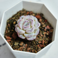 2'' Echeveria Purple Snow, Rare Live Succulent Plants