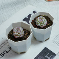2'' Echeveria Purple Snow, Rare Live Succulent Plants