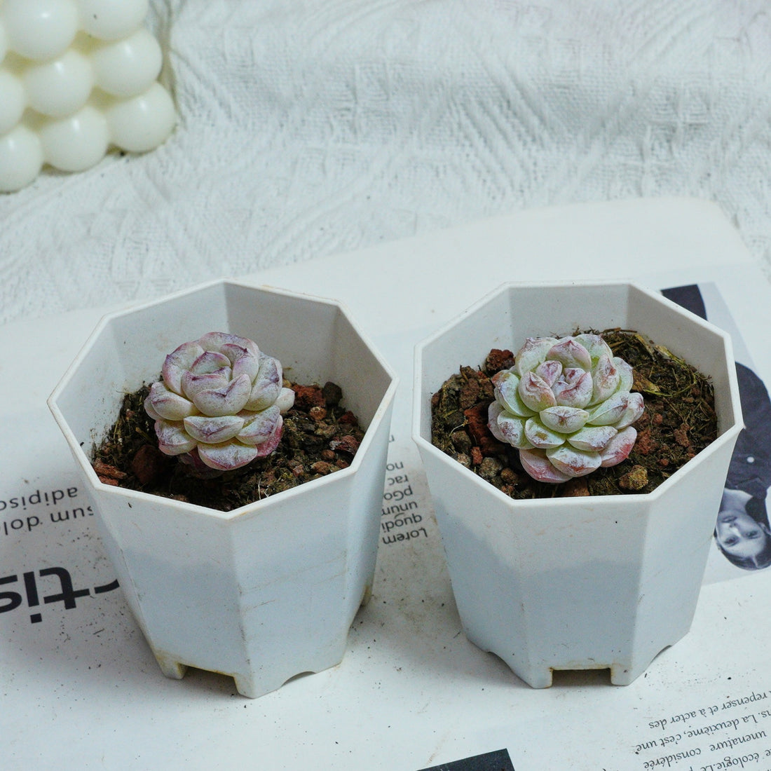 2'' Echeveria Purple Snow, Rare Live Succulent Plants