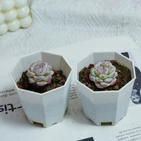 2'' Echeveria Purple Snow, Rare Live Succulent Plants