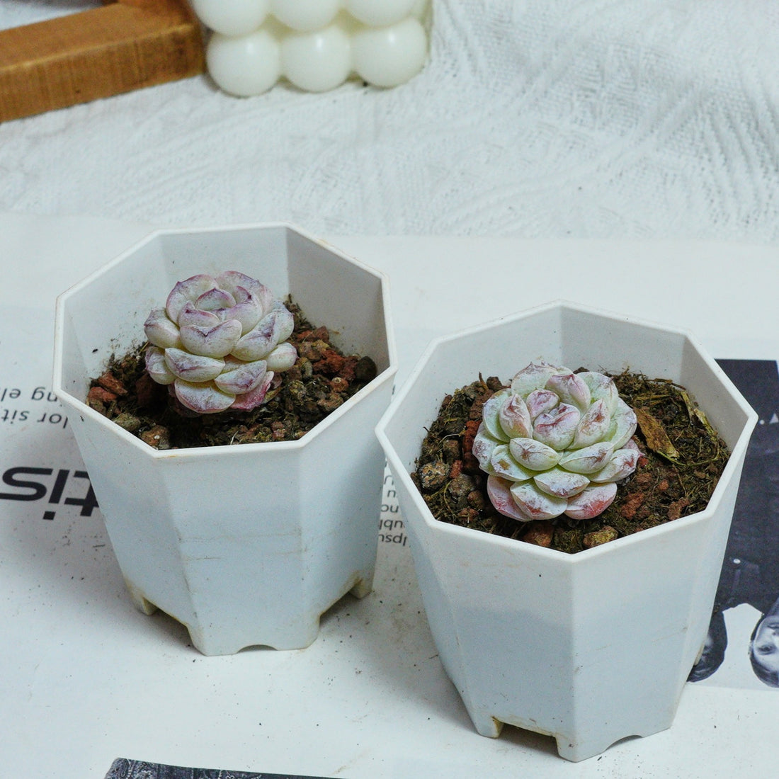 2'' Echeveria Purple Snow, Rare Live Succulent Plants