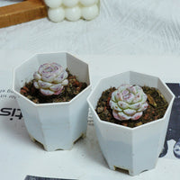 2'' Echeveria Purple Snow, Rare Live Succulent Plants