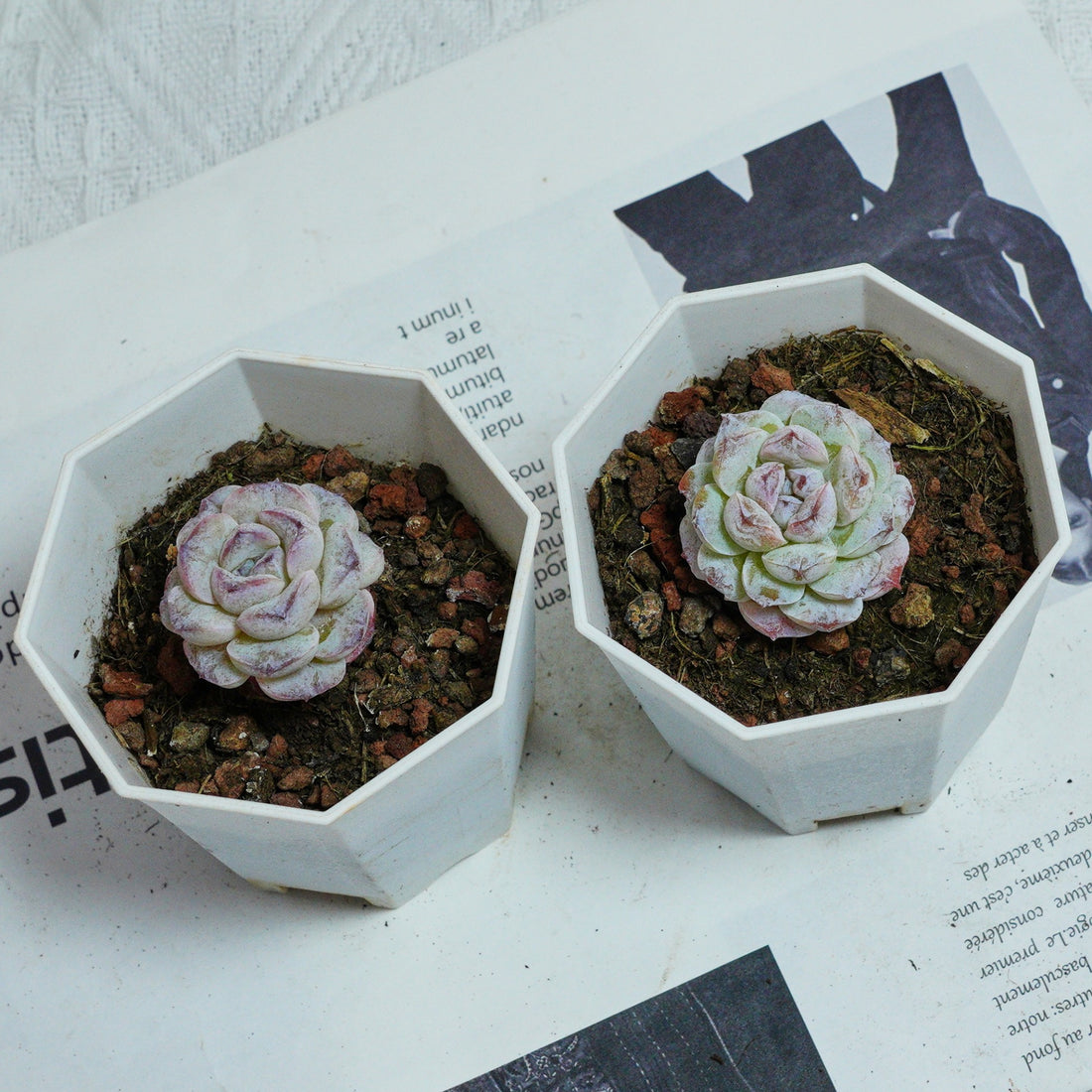 2'' Echeveria Purple Snow, Rare Live Succulent Plants