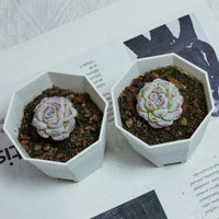 2'' Echeveria Purple Snow, Rare Live Succulent Plants