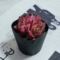 3'' Echeveria Daredevil, Rare Live Succulent Plants