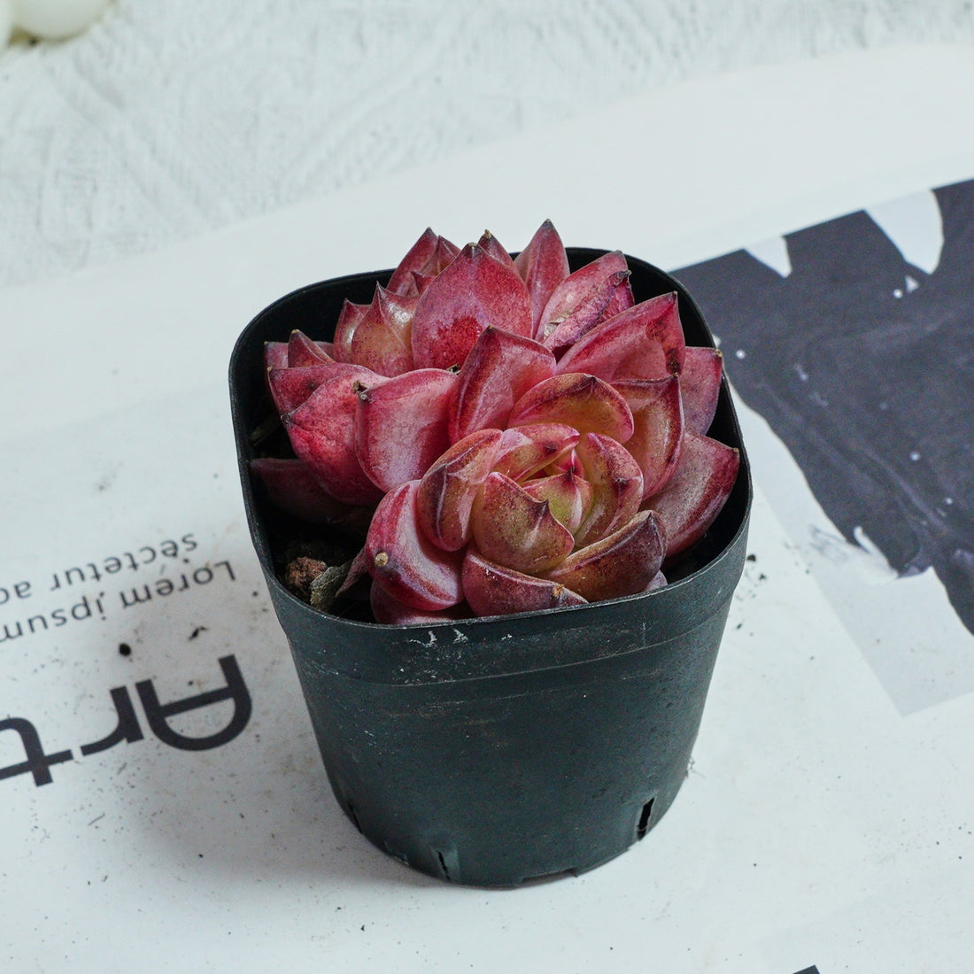 3'' Echeveria Daredevil, Rare Live Succulent Plants