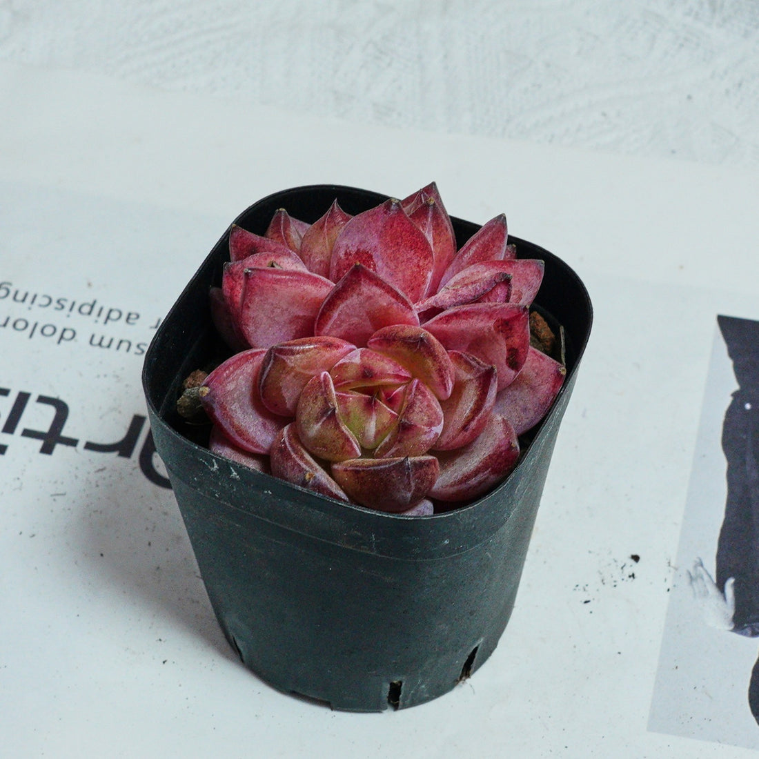 3'' Echeveria Daredevil, Rare Live Succulent Plants
