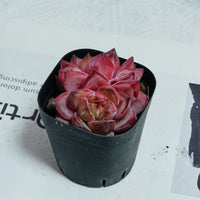 3'' Echeveria Daredevil, Rare Live Succulent Plants