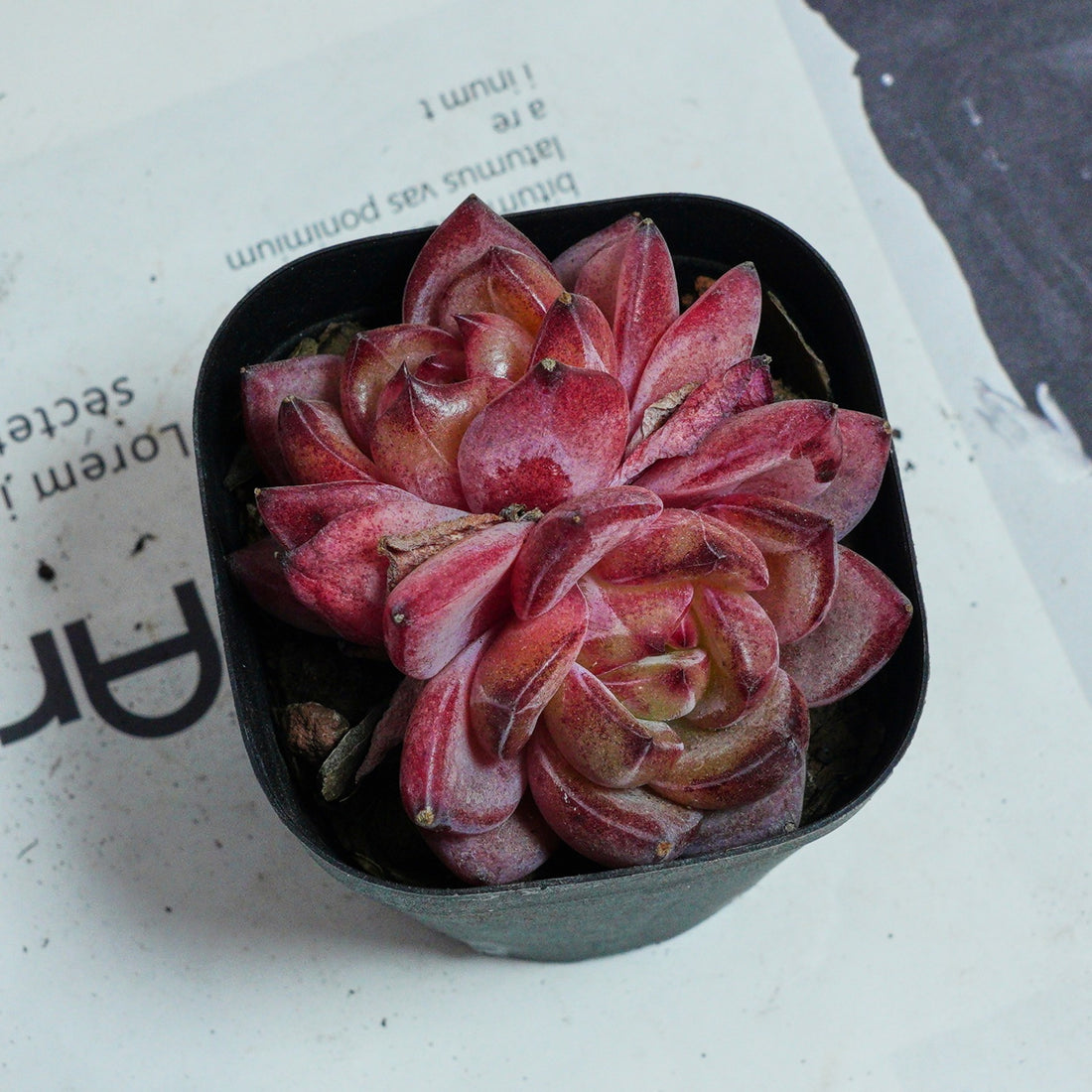 3'' Echeveria Daredevil, Rare Live Succulent Plants