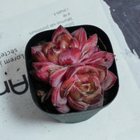 3'' Echeveria Daredevil, Rare Live Succulent Plants
