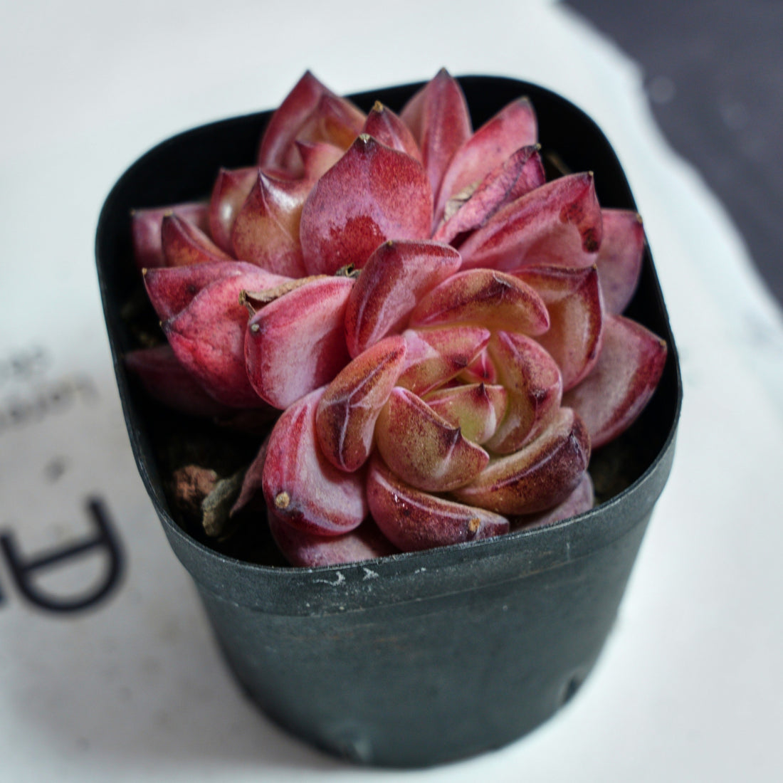 3'' Echeveria Daredevil, Rare Live Succulent Plants