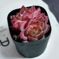 3'' Echeveria Daredevil, Rare Live Succulent Plants