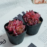 3'' Echeveria Daredevil, Rare Live Succulent Plants