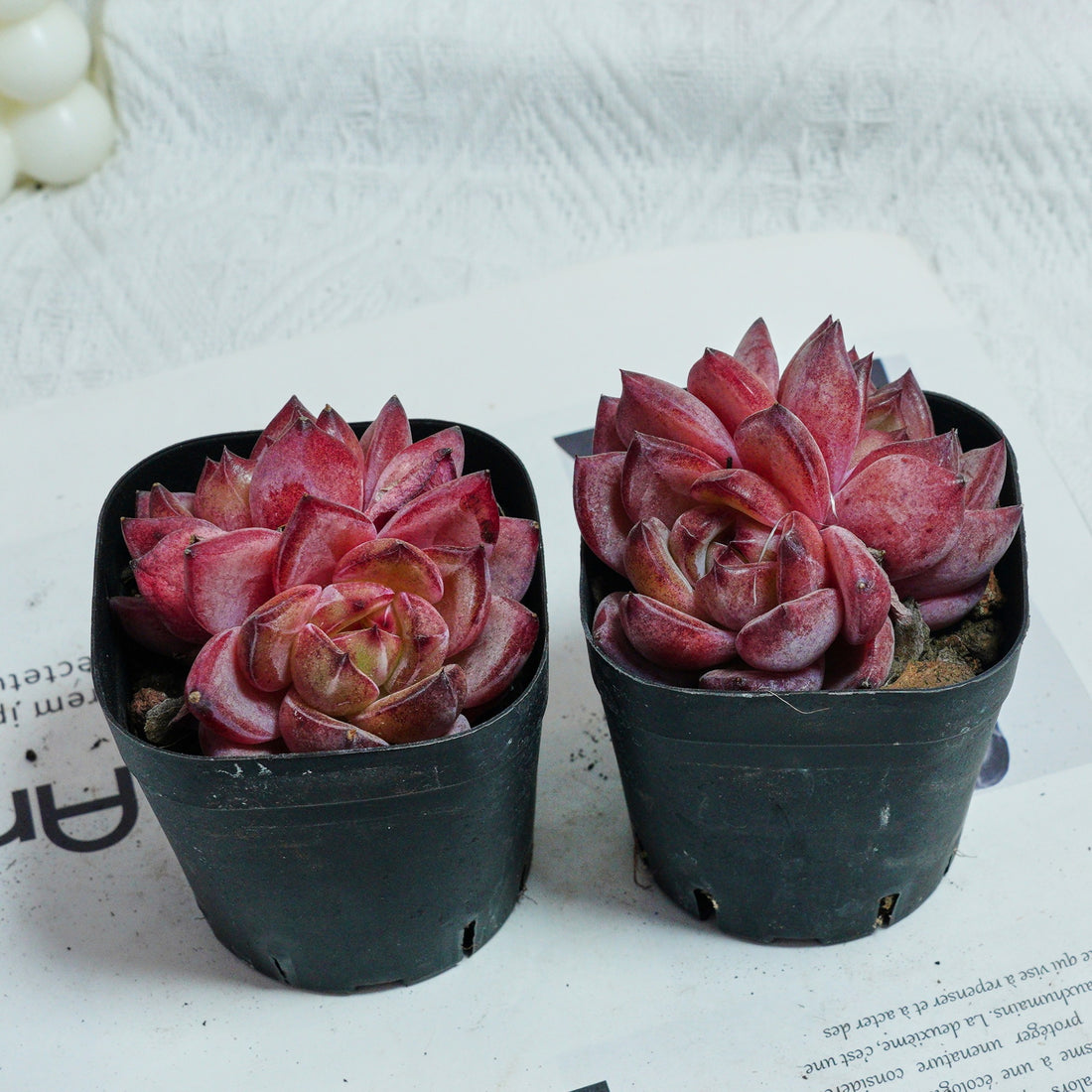 3'' Echeveria Daredevil, Rare Live Succulent Plants