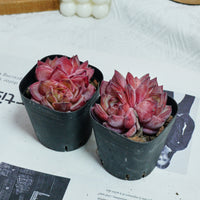 3'' Echeveria Daredevil, Rare Live Succulent Plants