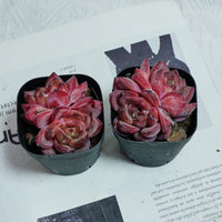 3'' Echeveria Daredevil, Rare Live Succulent Plants