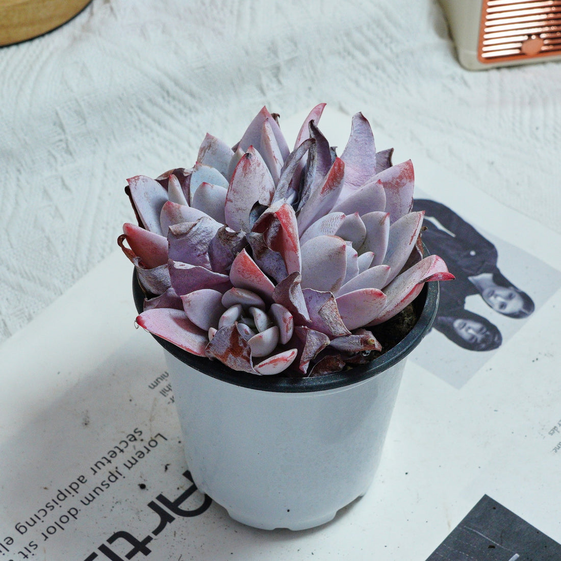 4'' Echeveria White Lotus, Rare Live Succulent Plants