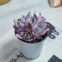 4'' Echeveria White Lotus, Rare Live Succulent Plants