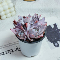 4'' Echeveria White Lotus, Rare Live Succulent Plants
