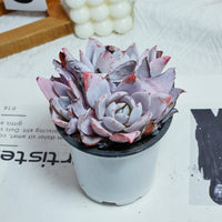 4'' Echeveria White Lotus, Rare Live Succulent Plants