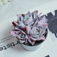 4'' Echeveria White Lotus, Rare Live Succulent Plants