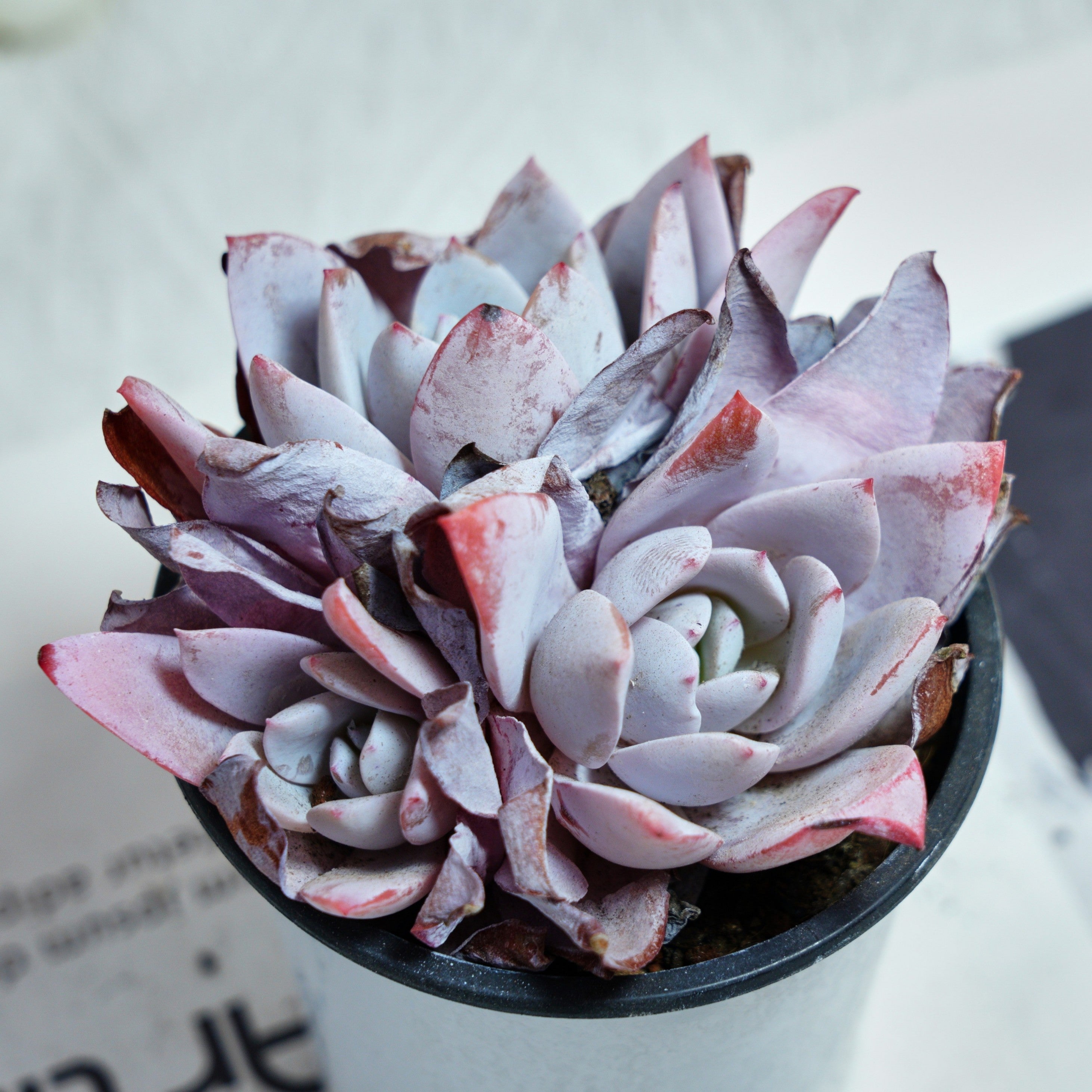 lotus like succulent 4'' Echeveria White Lotus, Rare Live Succulent Plants – cocosucculent