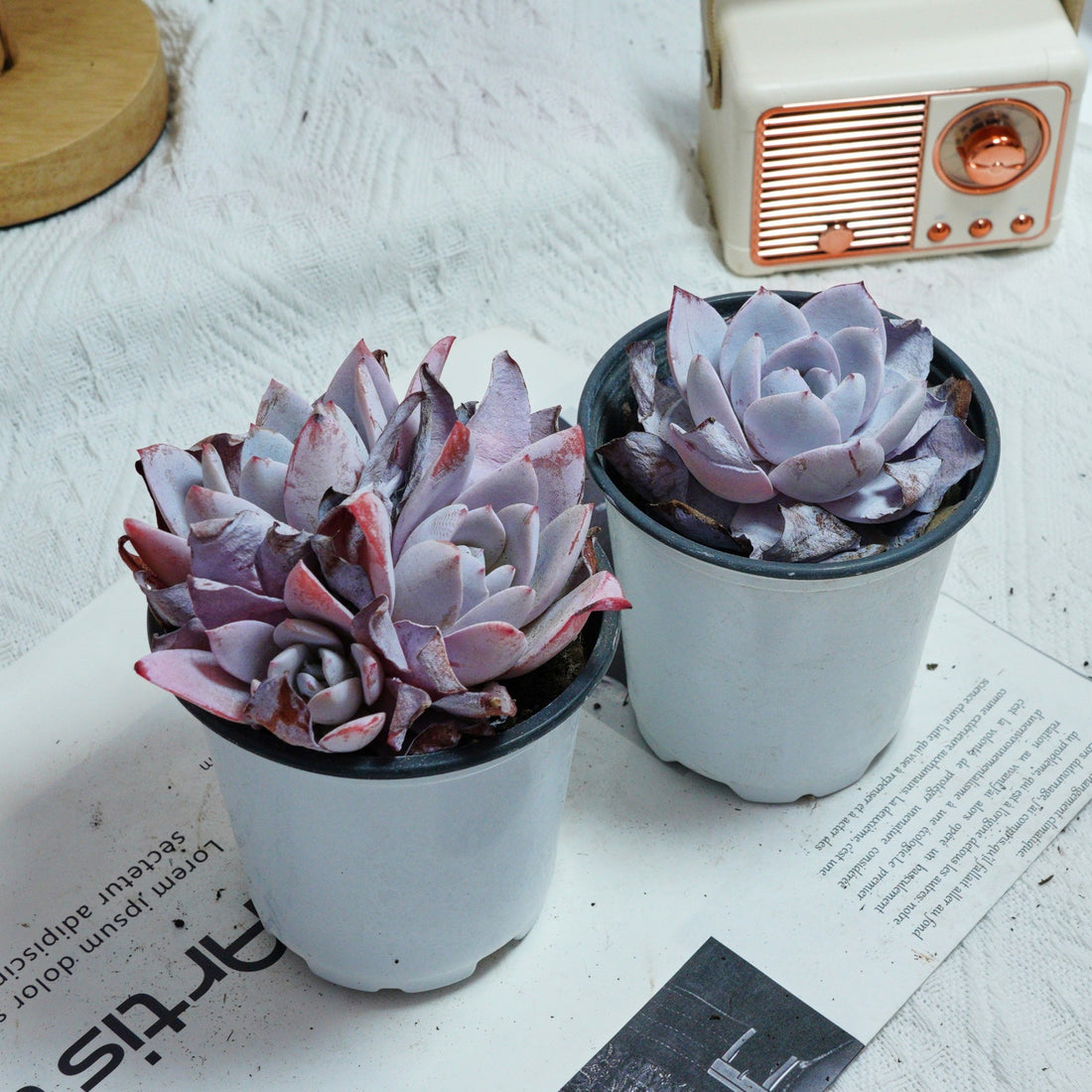 4'' Echeveria White Lotus, Rare Live Succulent Plants