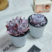 4'' Echeveria White Lotus, Rare Live Succulent Plants