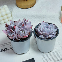 4'' Echeveria White Lotus, Rare Live Succulent Plants