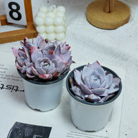 4'' Echeveria White Lotus, Rare Live Succulent Plants
