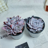 4'' Echeveria White Lotus, Rare Live Succulent Plants