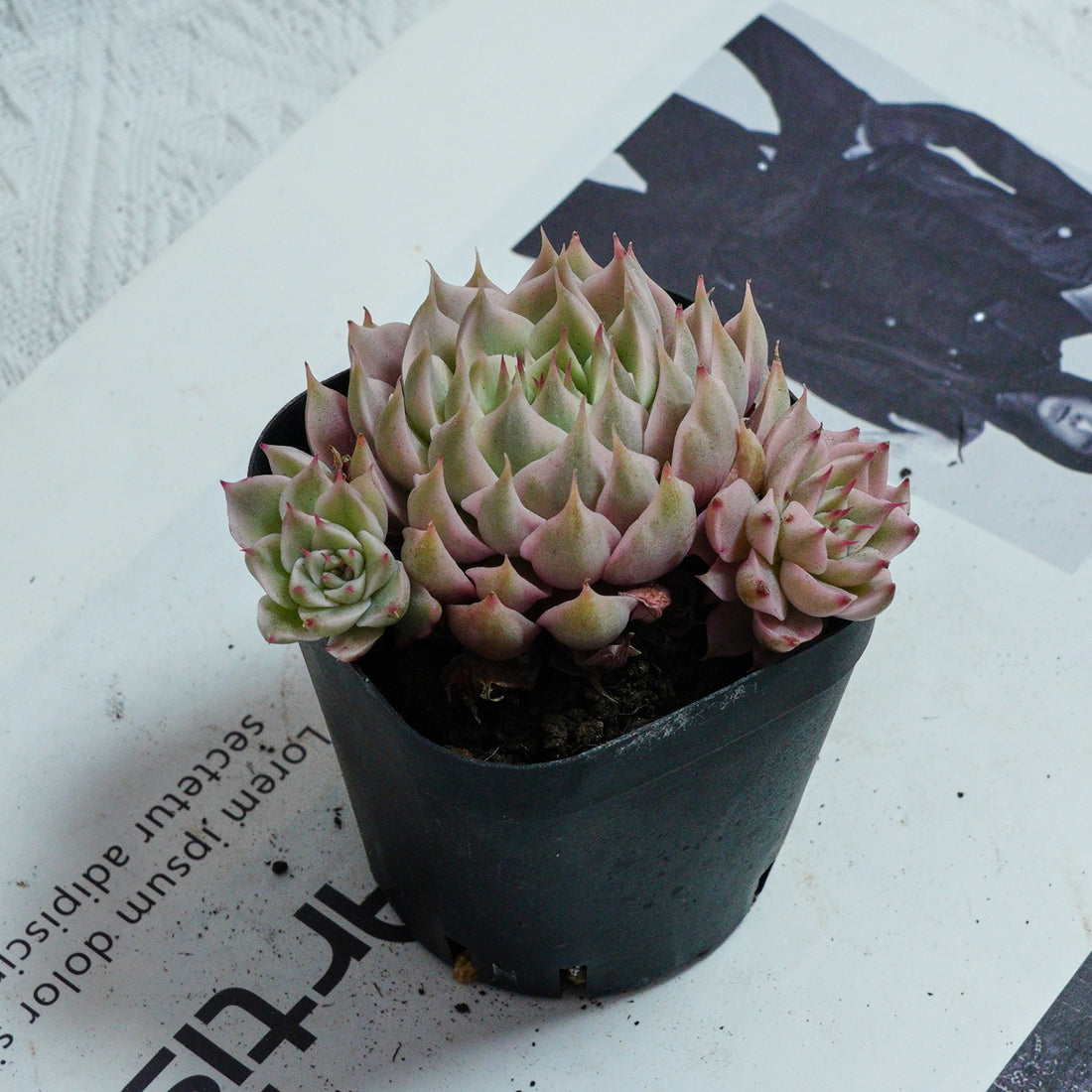 3'' Echeveria Margaret Variegated, Rare Live Succulent Plants