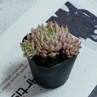 3'' Echeveria Margaret Variegated, Rare Live Succulent Plants