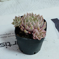 3'' Echeveria Margaret Variegated, Rare Live Succulent Plants