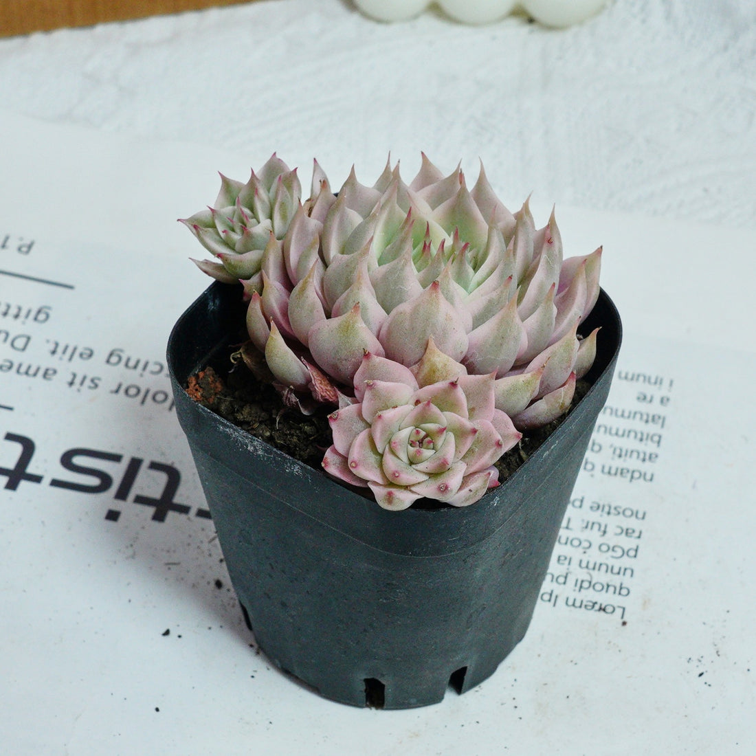3'' Echeveria Margaret Variegated, Rare Live Succulent Plants