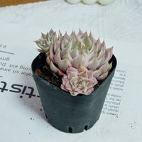 3'' Echeveria Margaret Variegated, Rare Live Succulent Plants