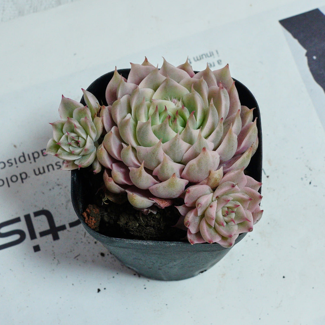 3'' Echeveria Margaret Variegated, Rare Live Succulent Plants