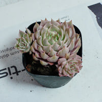 3'' Echeveria Margaret Variegated, Rare Live Succulent Plants
