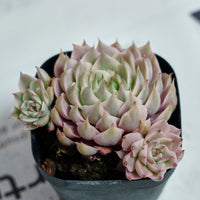 3'' Echeveria Margaret Variegated, Rare Live Succulent Plants