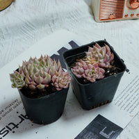 3'' Echeveria Margaret Variegated, Rare Live Succulent Plants
