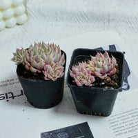 3'' Echeveria Margaret Variegated, Rare Live Succulent Plants